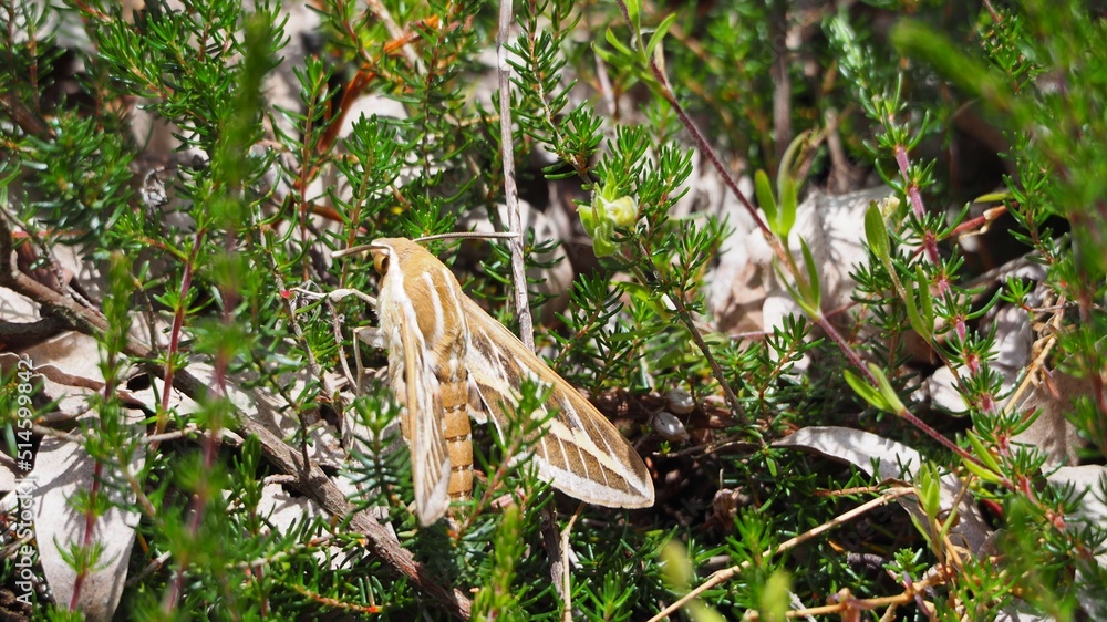 vista posterior de insecto de alas color beige y blanco, cuerpo cilíndrico, grandes antenas y cuatro patas, mezonzo, la coruña, galicia, españa, europa