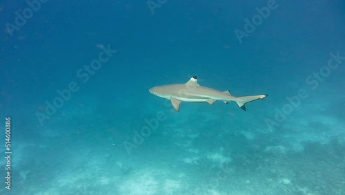 Wallpaper Mural Blacktip reef shark hunting on bottom coral reef Torontodigital.ca