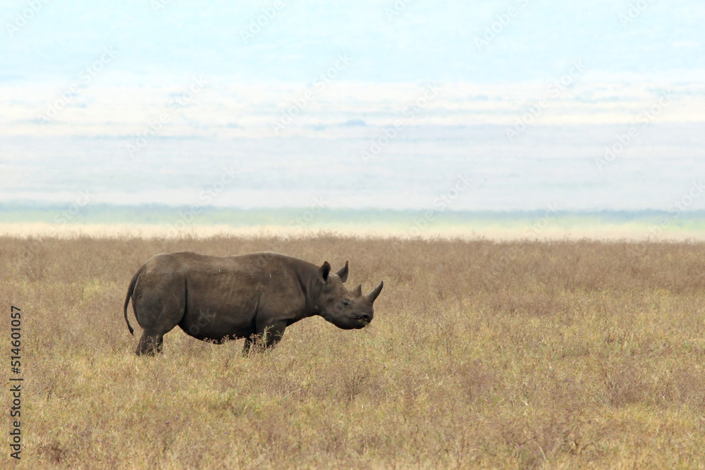 Black Rhinoceros (Diceros bicornis, aka Hook-lipped Rhinoceros) on the Savannah. Ngorongoro Crater, Tanzania Black Rhinoceros (Diceros bicornis, aka Hook-lipped Rhinoceros) on the Savannah. Ngorongoro Crater, Tanzania