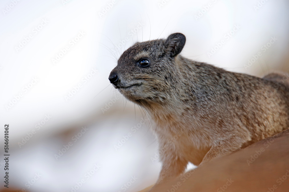 Obraz premium Rock Hyrax (Procavia capensis, aka Dassie, Cape Hyrax, Rock Rabbit). Tsavo West National Park, Kenya