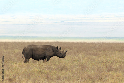 Black Rhinoceros  Diceros bicornis  aka Hook-lipped Rhinoceros  on the Savannah. Ngorongoro Crater  Tanzania