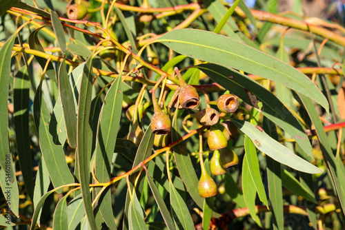 close up of eucalyptus leaves and gumnuts photo