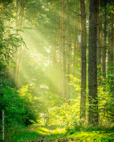 Fototapeta Naklejka Na Ścianę i Meble -  sun rays in the forest