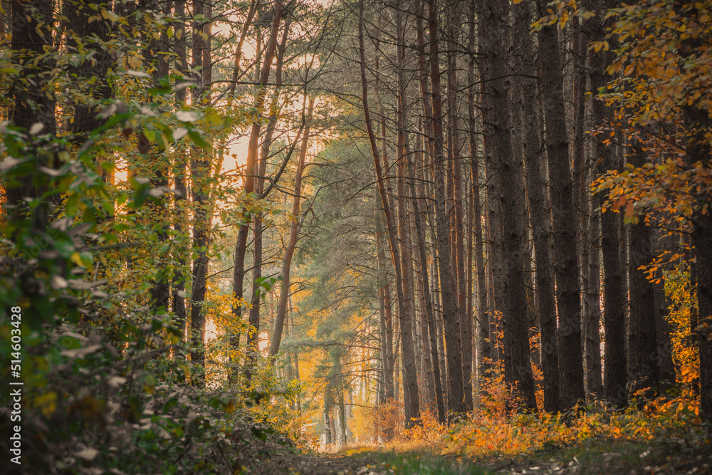 Fototapeta premium autumn forest in the morning