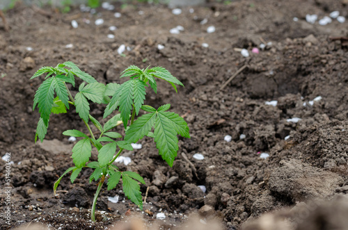 Young plant of cannabis growing in earth.
