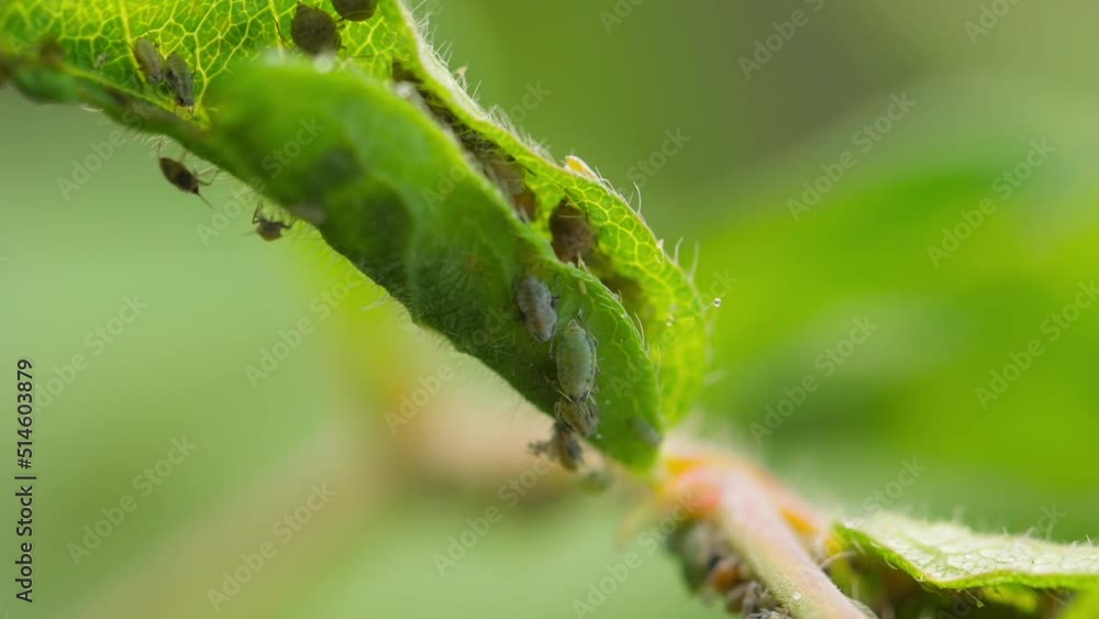Closeup of Aphid colony. Aphididae on leaf. Macro footage of insect pests - plant lice, greenfly, blackfly or whitefly - sucking juice from plant. Closeup of Aphid colony. Aphididae on leaf. Macro footage of insect pests - plant lice, greenfly, blackfly or whitefly - sucking juice from plant.
