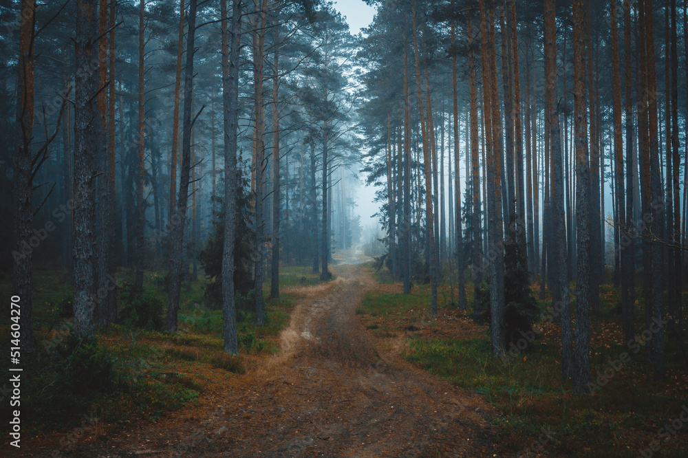 Fototapeta premium path in the woods