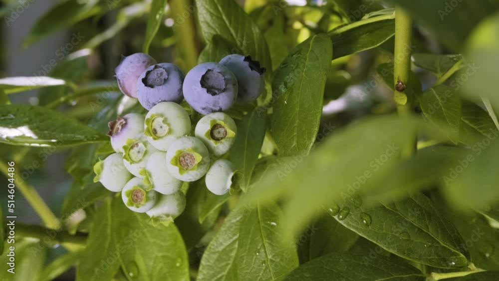 Blueberry bush with rain drops in the garden. Ripe and unripe berries on the branch. Homegrown huckleberry in the backyard close up. Highbush or tall blueberry cluster