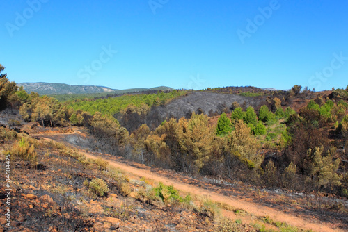 Incendie de garrigue et forêt de pins