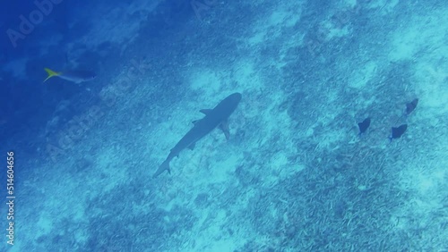 Wallpaper Mural Blacktip reef shark swimming in a current with plankton. Hunting for fish over coral reef Torontodigital.ca