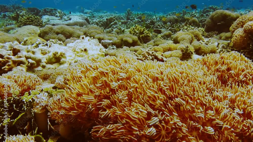 Vibrant yellow soft corals under an overhang of a tropical island, Raja Ampat, Indonesia Vibrant yellow soft corals under an overhang of a tropical island, Raja Ampat, Indonesia