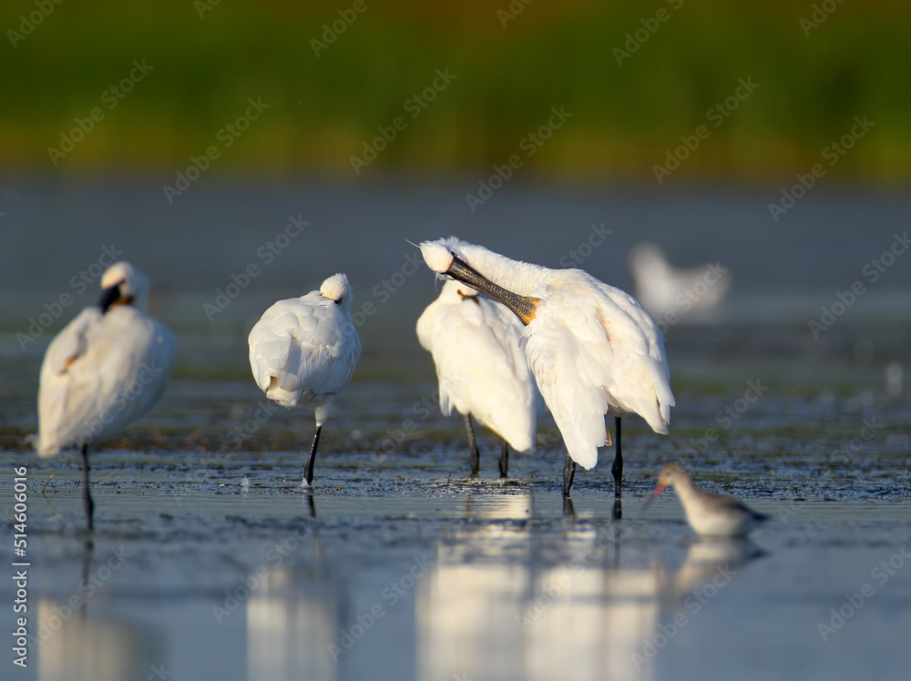 Close-up of a Eurasian spoonbills  portrait on a blurred background. The detail of the plumage and the identifying features are clearly visible. - obrazy, fototapety, plakaty 