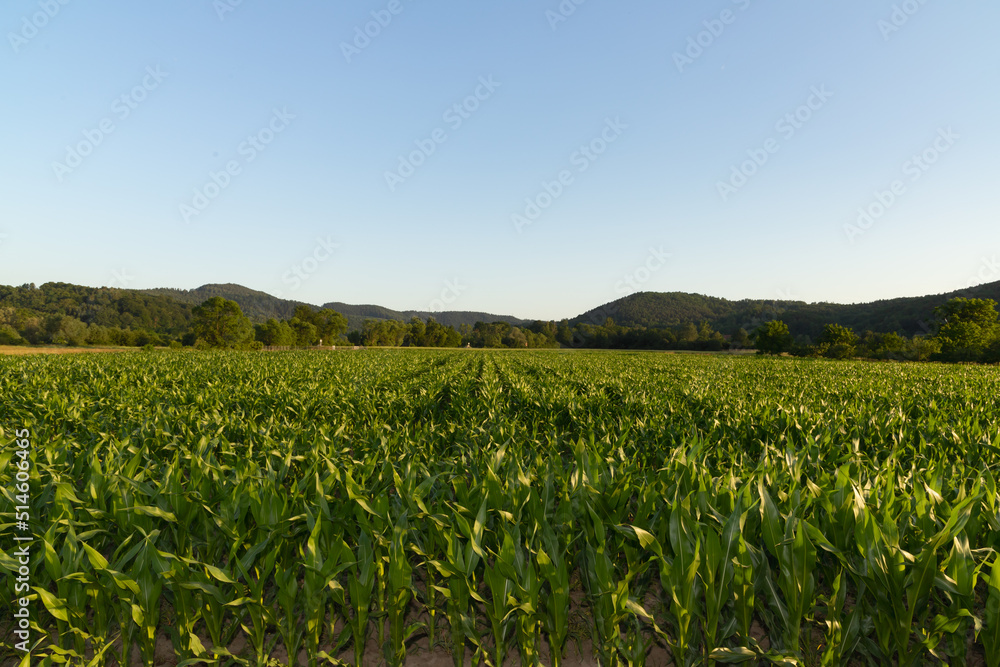 Corn field in the summer