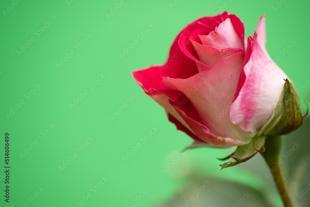 Single pink rose on green background with space for text Single pink rose on green background with space for text