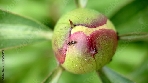 An unopened Peony bud with an ant on the surface