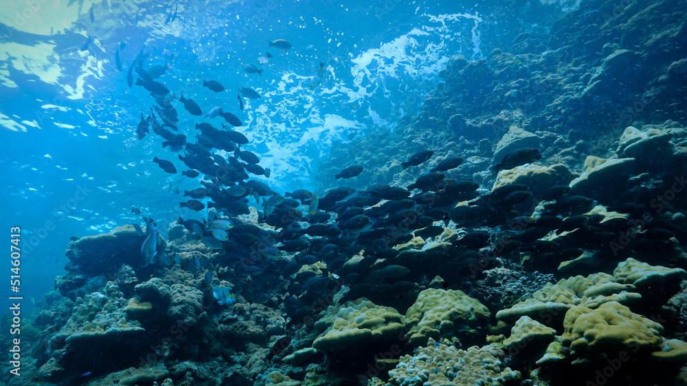 Underwater photography art of a school of fish at the surface in beautiful light. From a scuba dive in Thailand.