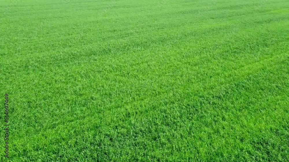 Top view of the green field. Drone flight range over agricultural plantations. The concept of calm and serenity. Video 4k Top view of the green field. Drone flight range over agricultural plantations. The concept of calm and serenity. Video 4k