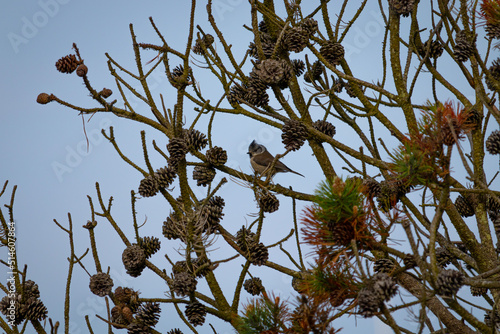 Haubenmeise photo