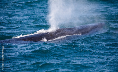 Southern whale breathing after emerging from the deep waters of the Atlantic Ocean near the coastline of the fynbos coast, near the South African town of Gansbaai famous for marine animal sightings.