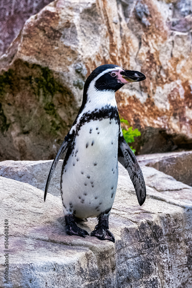 Naklejka premium Humboldt penguin (Spheniscus humboldti) is a medium-sized penguin from South America