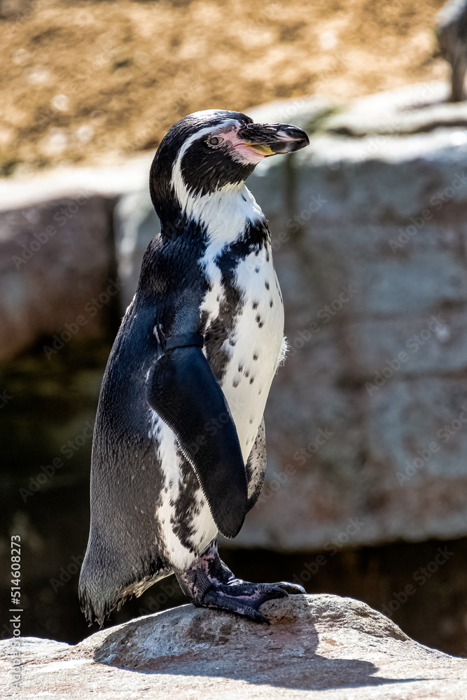 Obraz premium Humboldt penguin (Spheniscus humboldti) is a medium-sized penguin from South America