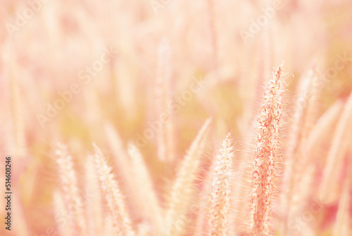 Sweet and warm early morning  light on grass flower in fresh air of autumn time. A cool earth toned image for a warm welcome of summer and fall. Calm and peaceful environmental earth concept.