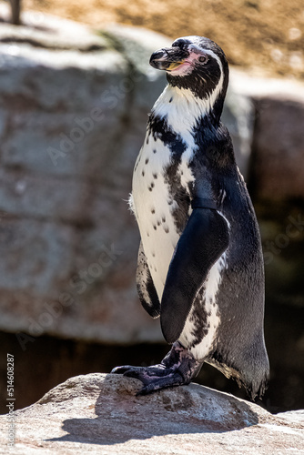 Humboldt penguin (Spheniscus humboldti) is a medium-sized penguin from South America