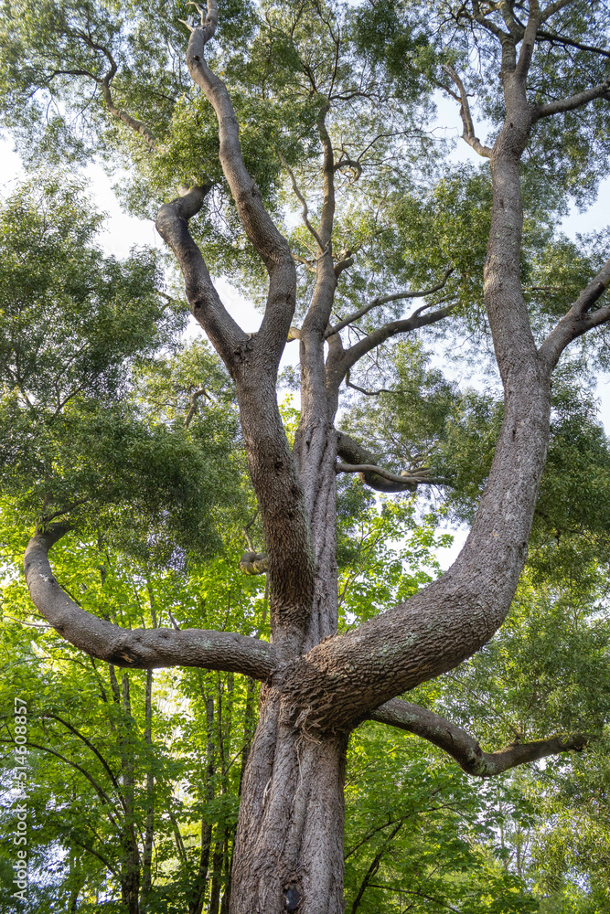 Glorious Tree