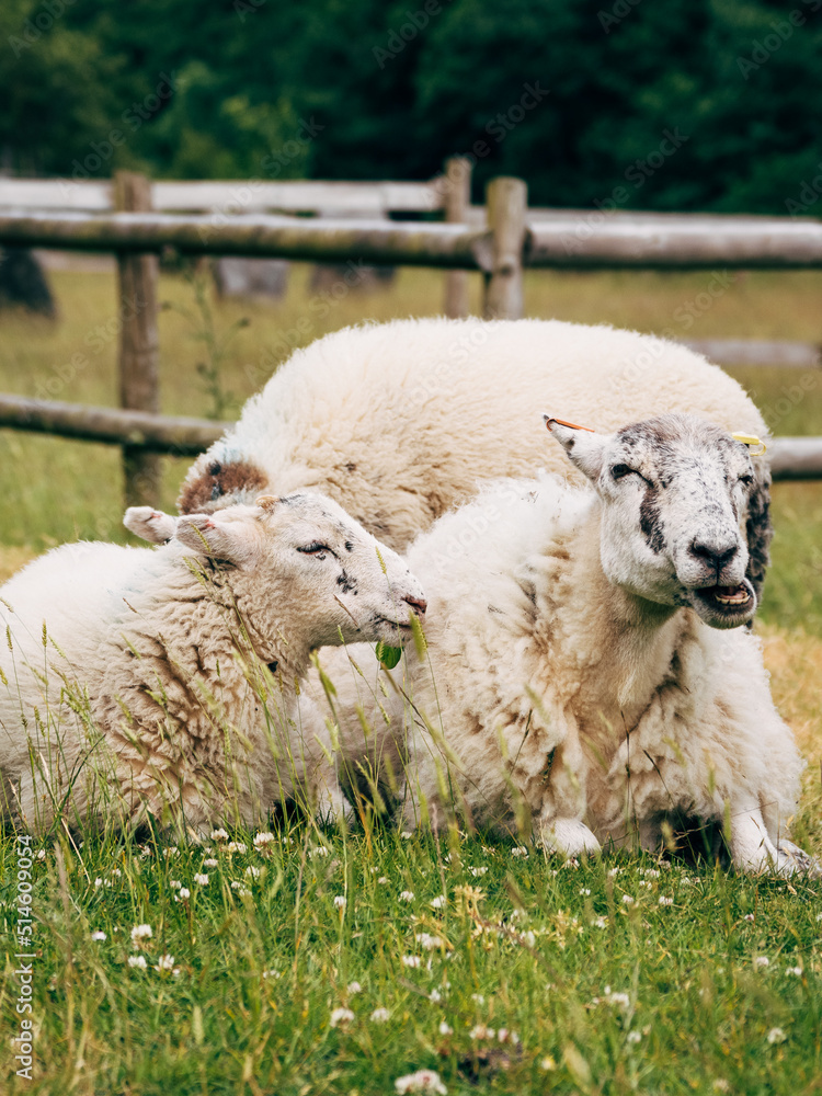 Fototapeta premium sheep and lamb