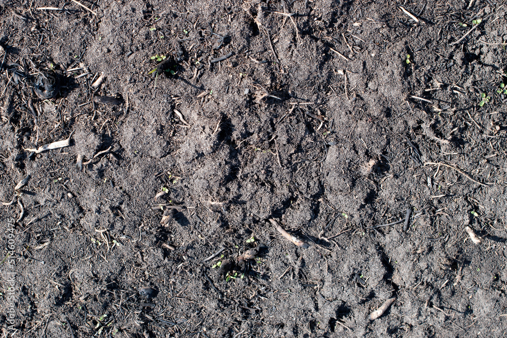 Black surface of the rural field with a burned grass. Effects of grass fire on soils. Charred grass after a spring fire. Consequences of arson and stubble burning. Aftermath of Natural Disasters. Black surface of the rural field with a burned grass. Effects of grass fire on soils. Charred grass after a spring fire. Consequences of arson and stubble burning. Aftermath of Natural Disasters.