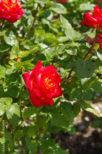 Fototapeta Naklejka Na Ścianę i Meble -  赤い大輪のバラ