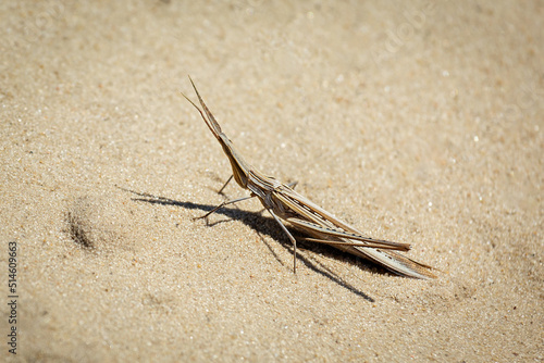 A close-up of a female cone-headed grasshopper (Acrida ungarica) . Kinburn Spit. Ukraine