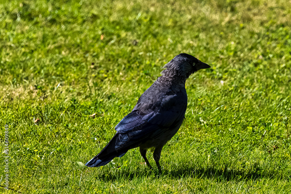 Coloeus monedula also known as the Eurasian, European or western jackdaw - Dover, Kent, United Kingdom Coloeus monedula also known as the Eurasian, European or western jackdaw - Dover, Kent, United Kingdom
