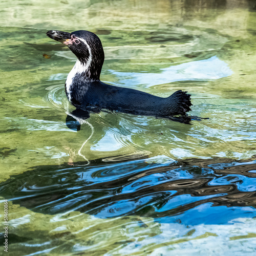 Swimming humboldt penguin (Spheniscus humboldti) is a medium-sized penguin from South America photo