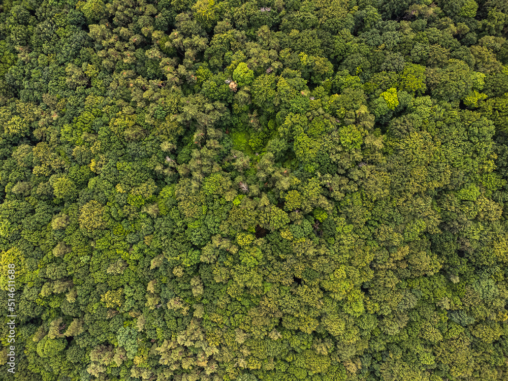 Aerial top view forest tree, Rainforest ecosystem and healthy environment concept and background, Texture of green tree forest view from above.