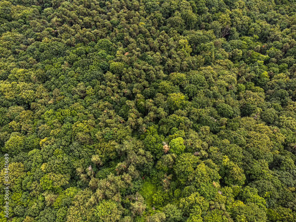 Fototapeta premium Aerial top view forest tree, Rainforest ecosystem and healthy environment concept and background, Texture of green tree forest view from above.