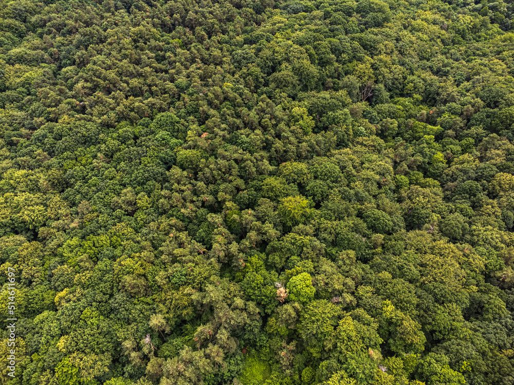 Aerial top view forest tree, Rainforest ecosystem and healthy environment concept and background, Texture of green tree forest view from above.