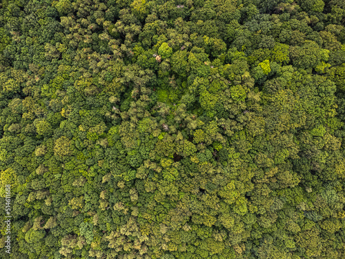 Aerial top view forest tree, Rainforest ecosystem and healthy environment concept and background, Texture of green tree forest view from above.