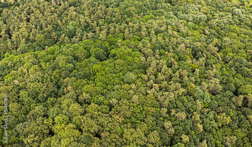 Aerial top view forest tree, Rainforest ecosystem and healthy environment concept and background, Texture of green tree forest view from above. © alipko