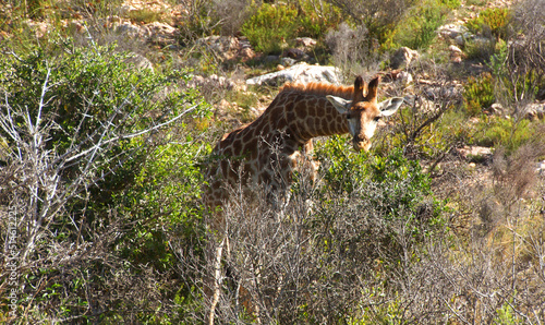 the protruding head and neck of a giraffe staring straight into the lens among green savannah bushes and stones