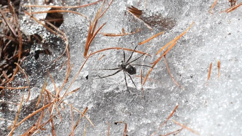 spider on snow photo