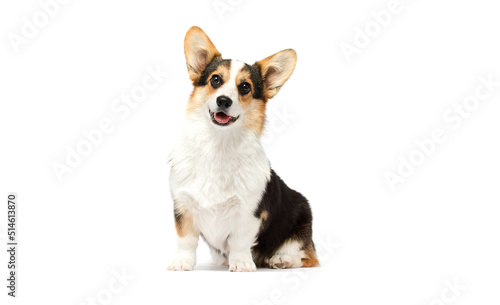 cute corgi dog smiling on white background