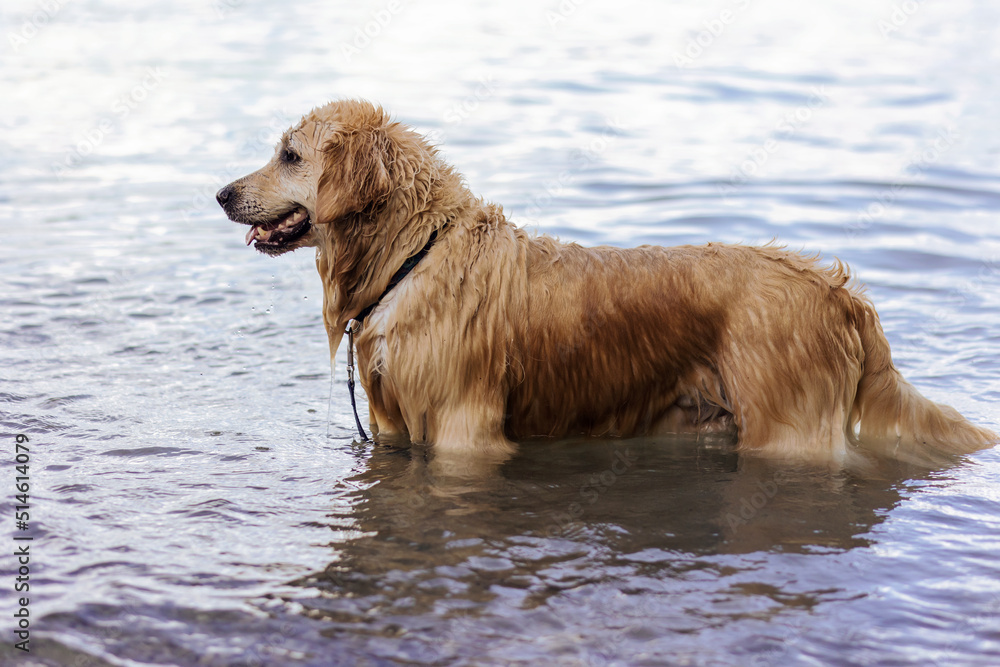 Dog rescue in water resorts. Wet golden retriever dog stands in water and looks away. Dog rescue in water resorts. Wet golden retriever dog stands in water and looks away.