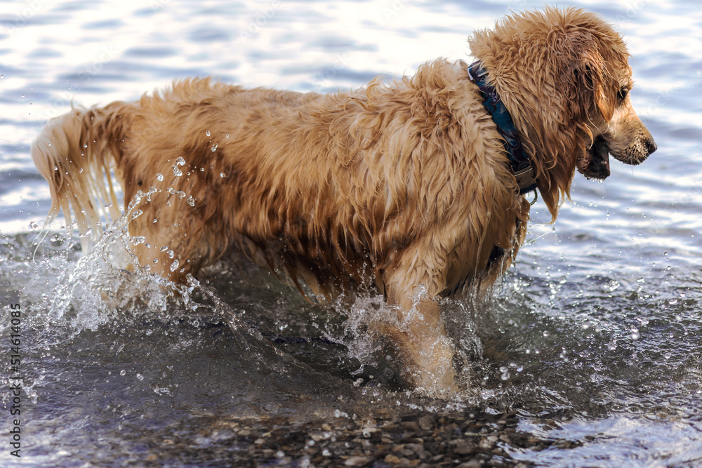 Dog Retriever have fun in Lake, Sea or River. Golden Retriever Dog with collar playing in Water Lake. Dog Retriever have fun in Lake, Sea or River. Golden Retriever Dog with collar playing in Water Lake.