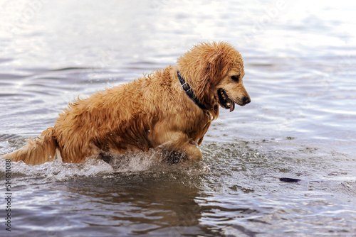 Golden Retriever Dog have fun in Lake, Sea or River. Dog with collar playing in Water. 