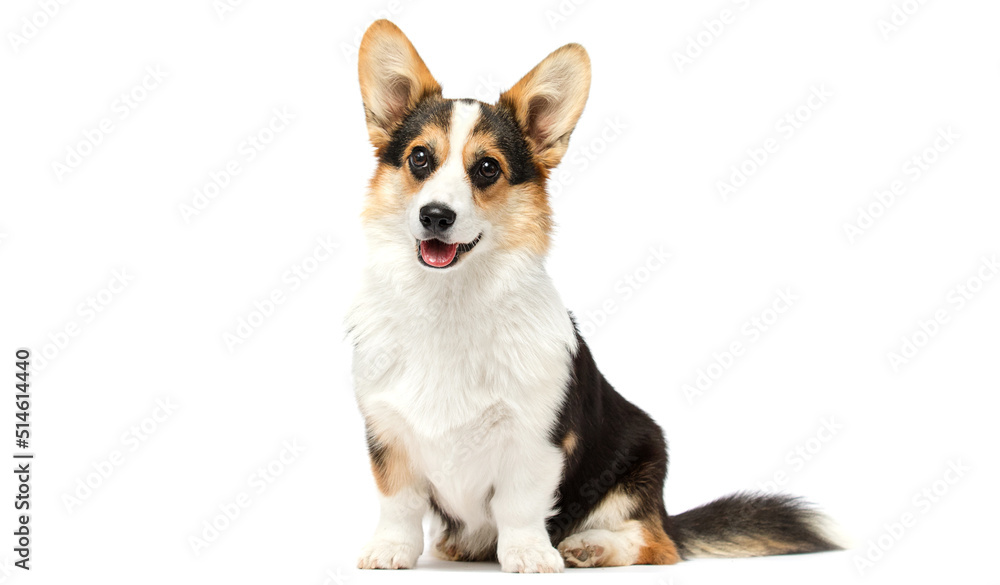 cute corgi dog looking up on white background