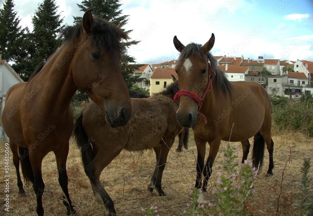 horses in the field