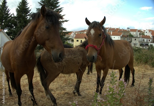 horses in the field