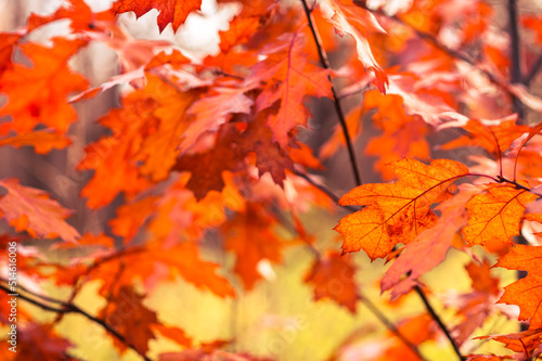 Colorful foliage of a Canadian maple on the branches of a tree in close-up on a blurry background of autumn colors. Background. Selective focus