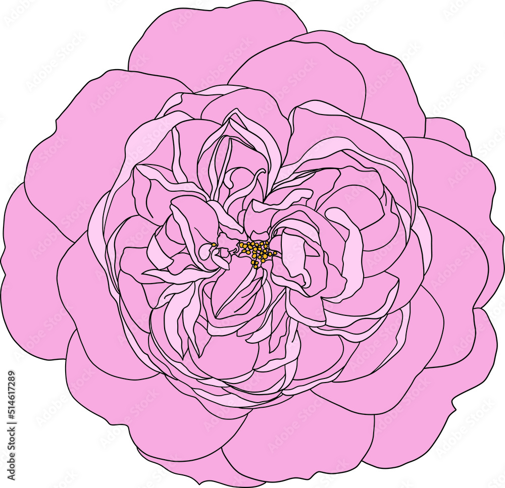 Abstract pink rose flower are blooming with empty background. Abstract pink rose flower are blooming with empty background.
